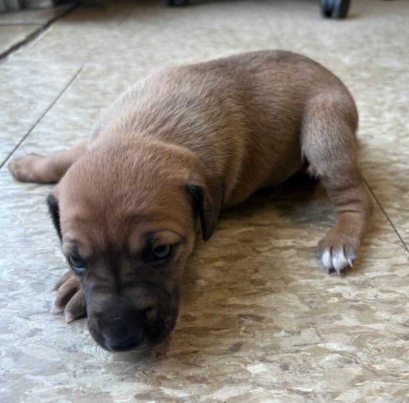 Sage, a Adoptable Mixed Breed in Warren, PA image 4/6