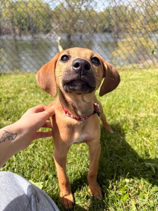 Sage, a Adoptable Mixed Breed in Warren, PA image 5/6
