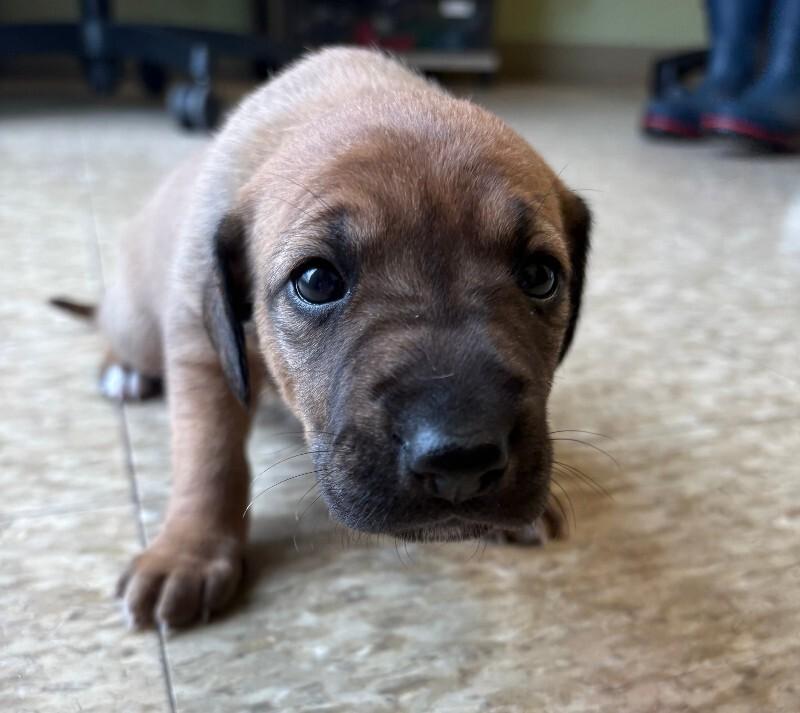 Sage, a Adoptable Mixed Breed in Warren, PA image 6/6