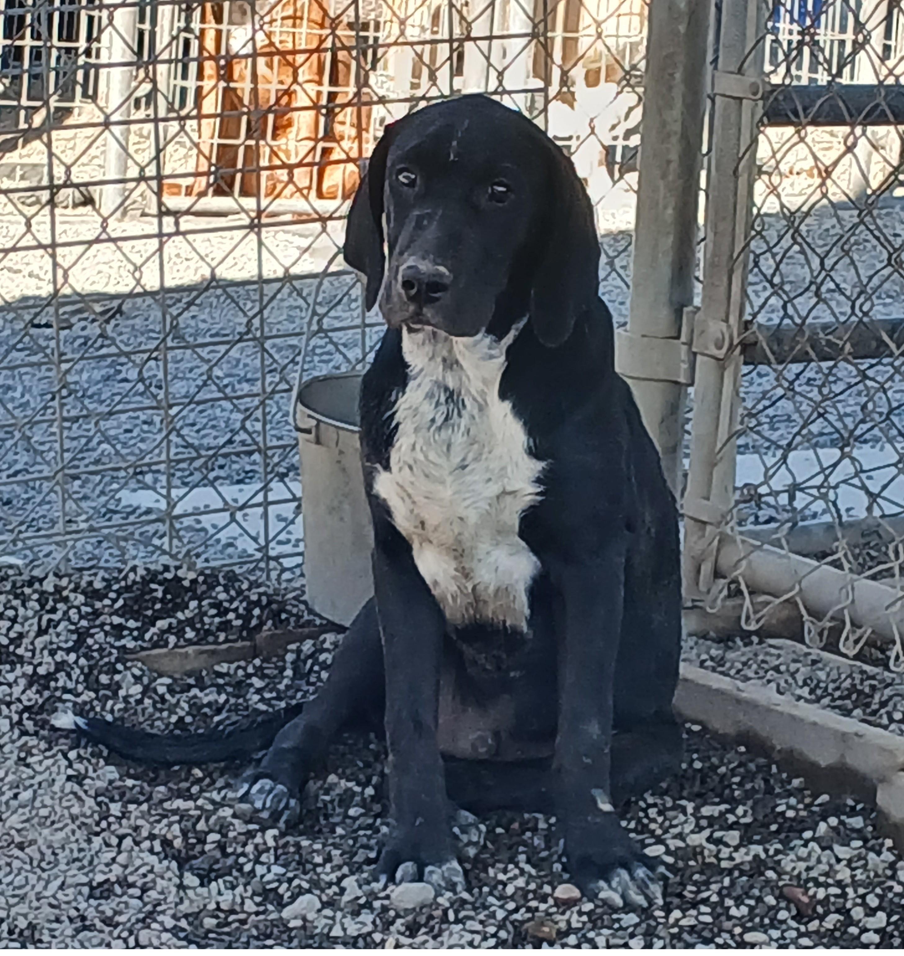Boone, an adoptable Black and Tan Coonhound in Susanville, CA, 96130 | Photo Image 1