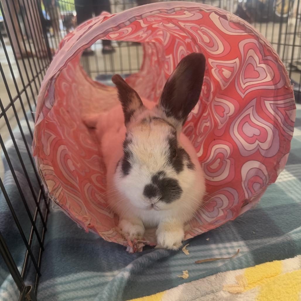 Chip, Adoptable, Senior Male Bunny Rabbit.
