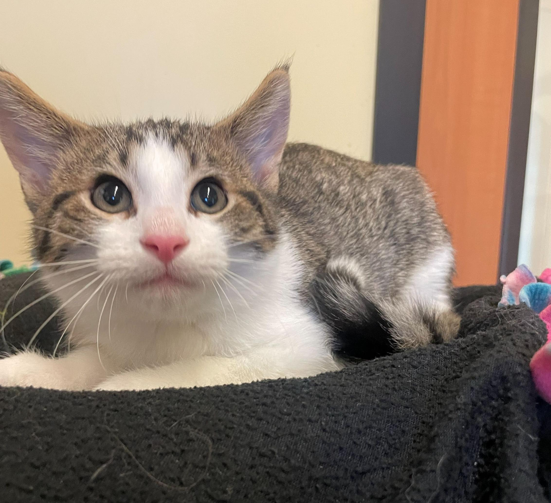 Enlarge Lunar, an adopted Domestic Short Hair in Rochester, MN image 1/2