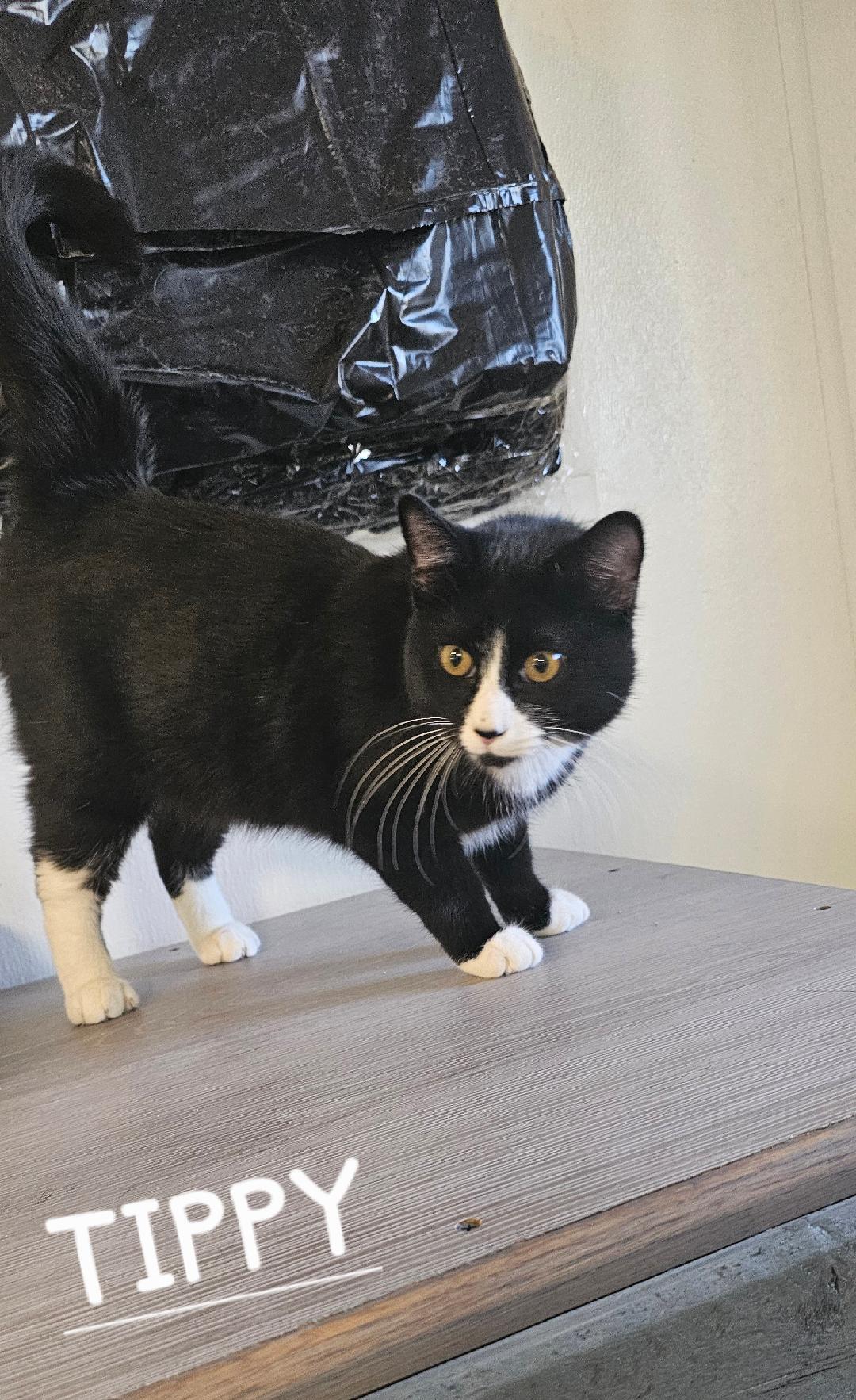TIPPY, Adoptable, Young Male Domestic Short Hair.