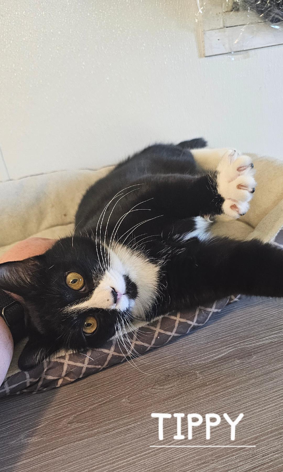 Enlarge TIPPY, a Adoptable Domestic Short Hair in Du Quoin, IL image 2/3