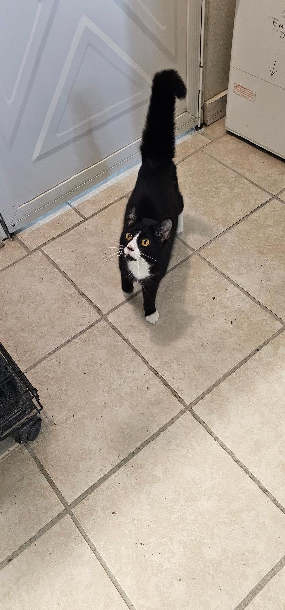 Enlarge TIPPY, a Adoptable Domestic Short Hair in Du Quoin, IL image 3/3