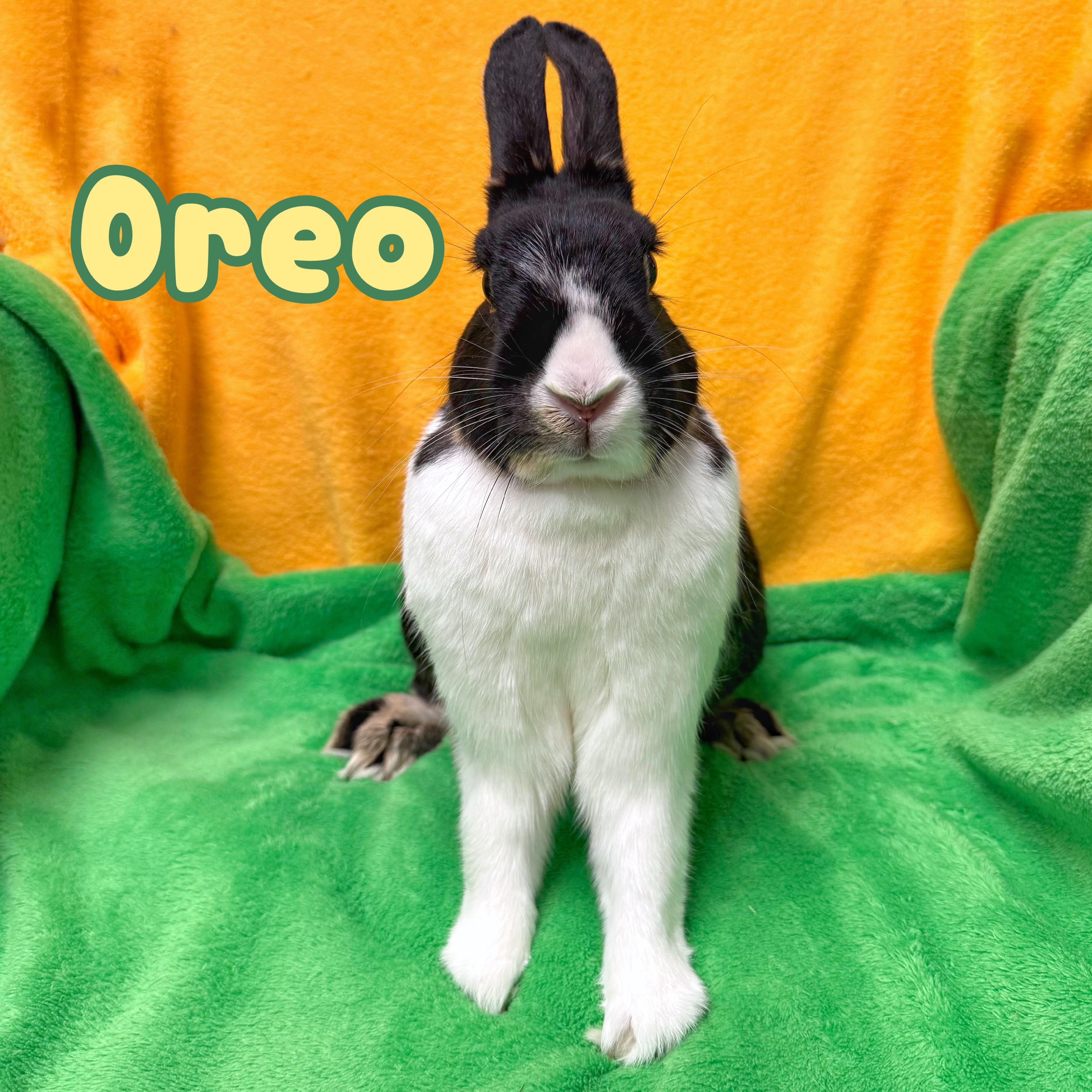 Oreo, a ADOPTABLE mixed breed in Roseville, CA image 1/2