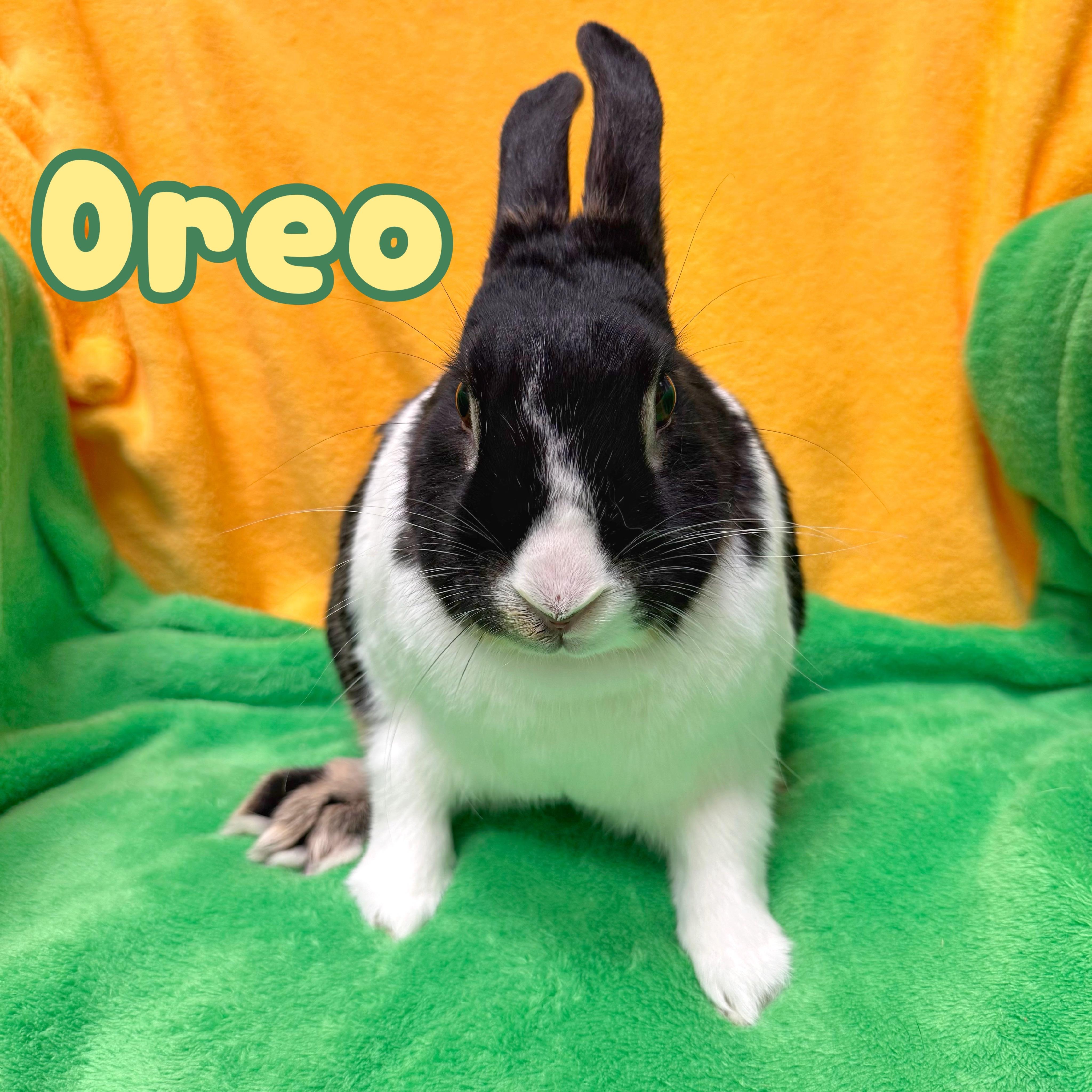 Oreo, a ADOPTABLE mixed breed in Roseville, CA image 2/2