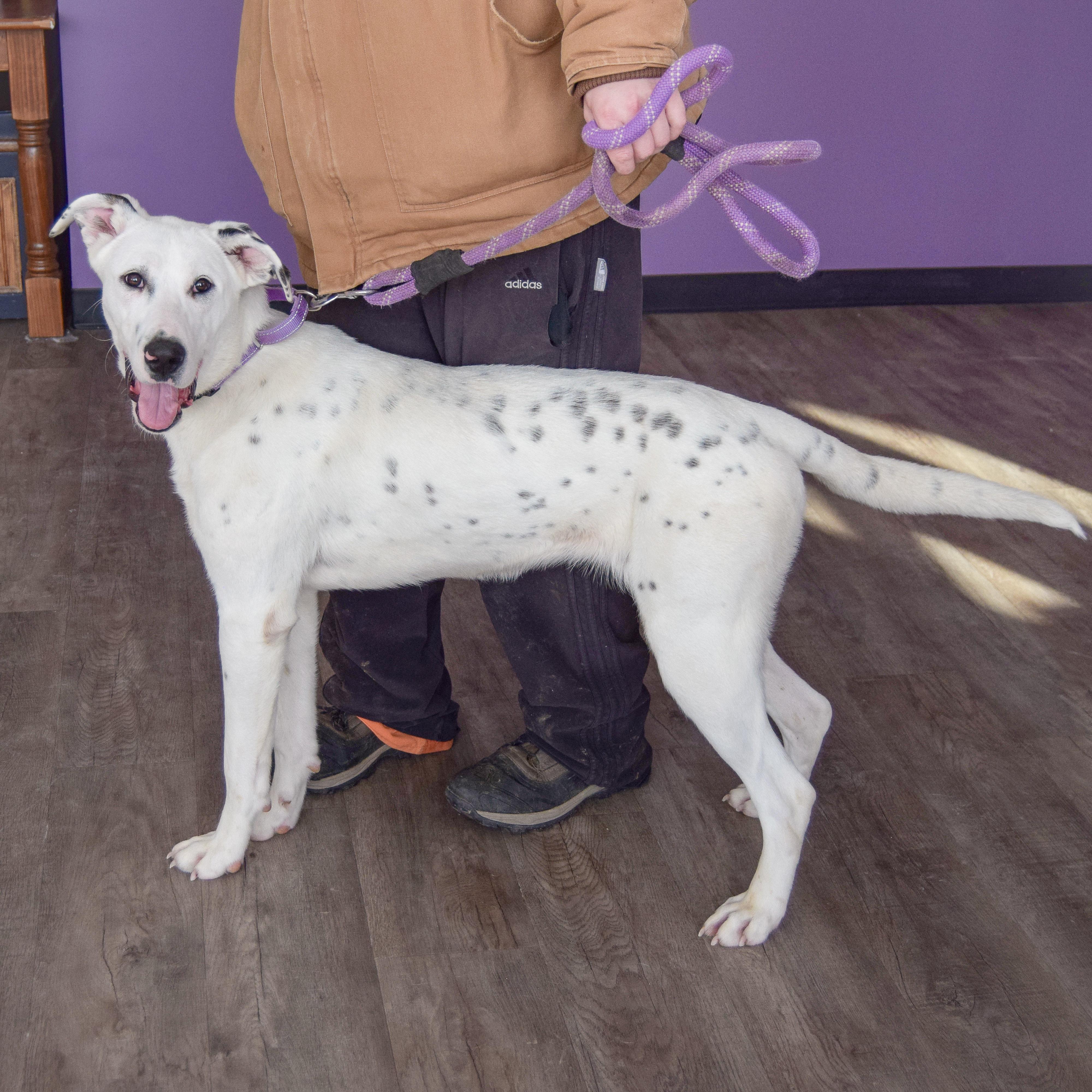 Aussie - Adopted | Petfinder