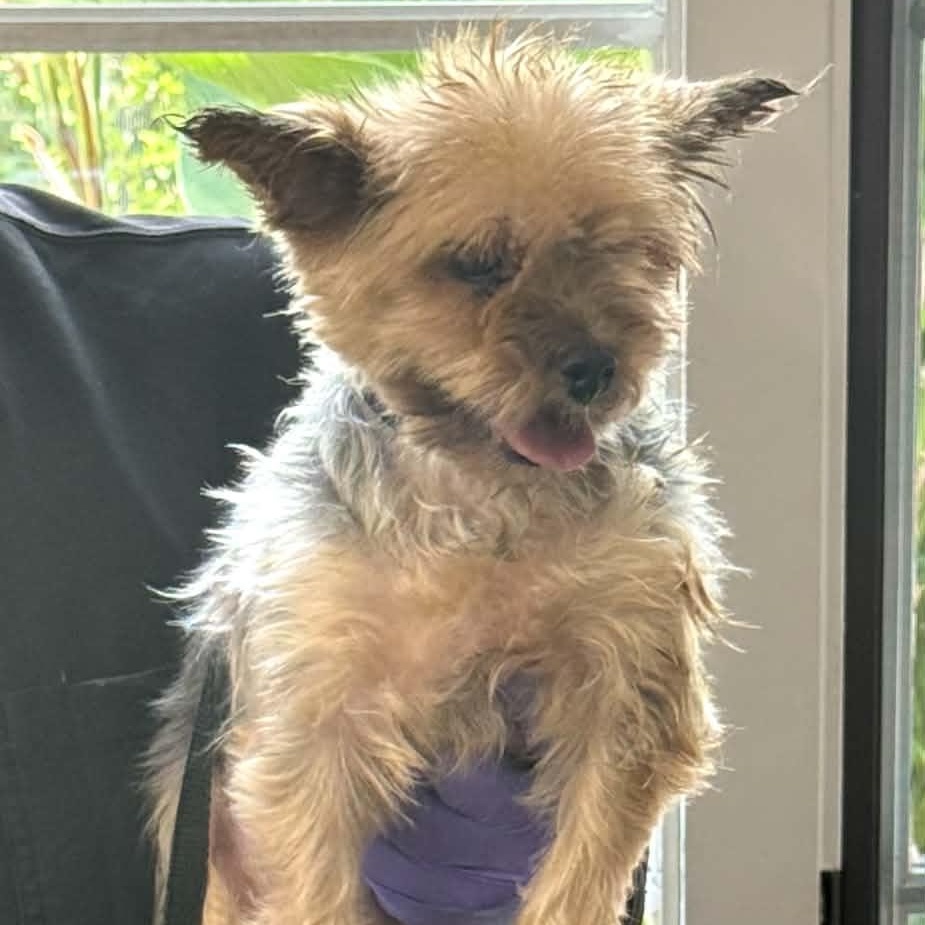 Adrianna, adopted, Adult Female Yorkshire Terrier.