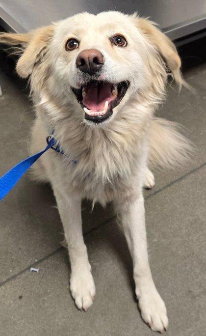 Banana Royale, Adoptable, Adult Male Pomeranian & Shepherd.