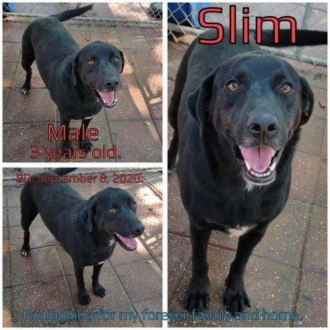 Slim photo 4