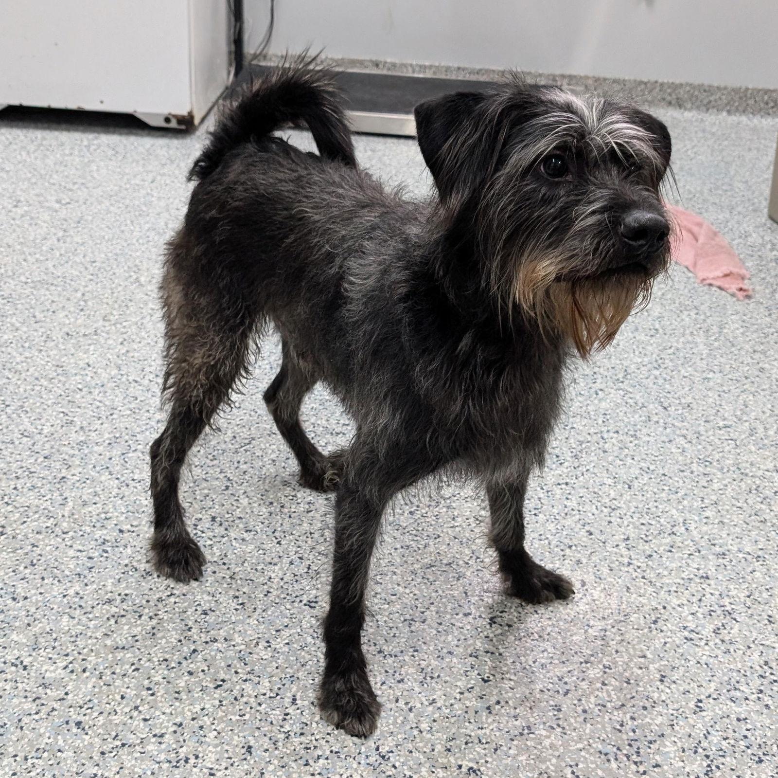 Enlarge Pound Dog-Monkey #189385 Courtesy Listing, a Adoptable mixed breed in Rootstown, OH image 1/3