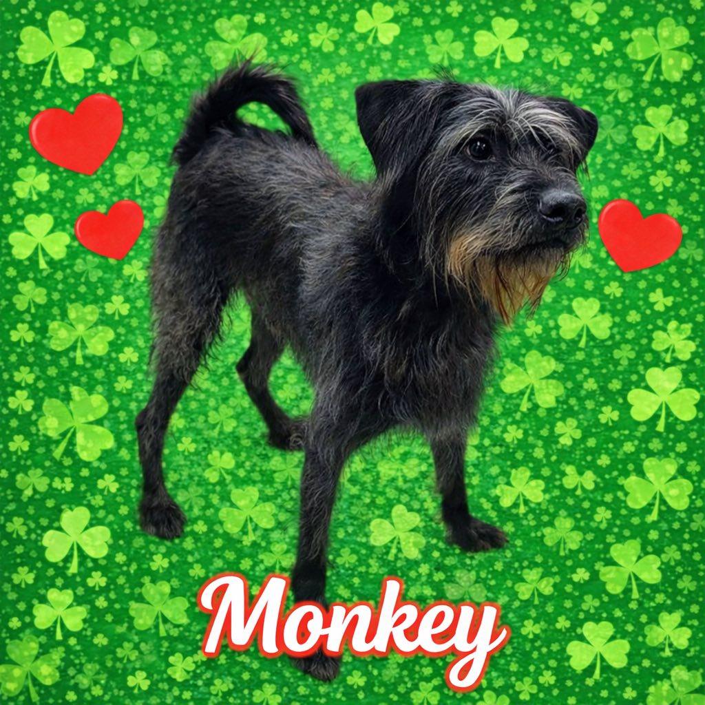 Enlarge Pound Dog-Monkey #189385 Courtesy Listing, a Adoptable mixed breed in Rootstown, OH image 2/3