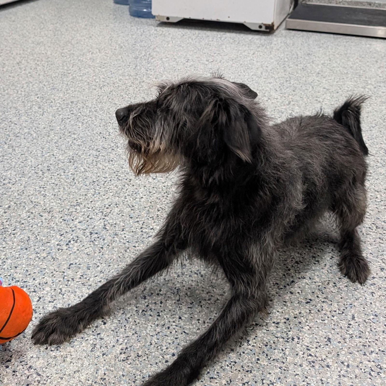 Enlarge Pound Dog-Monkey #189385 Courtesy Listing, a Adoptable mixed breed in Rootstown, OH image 3/3