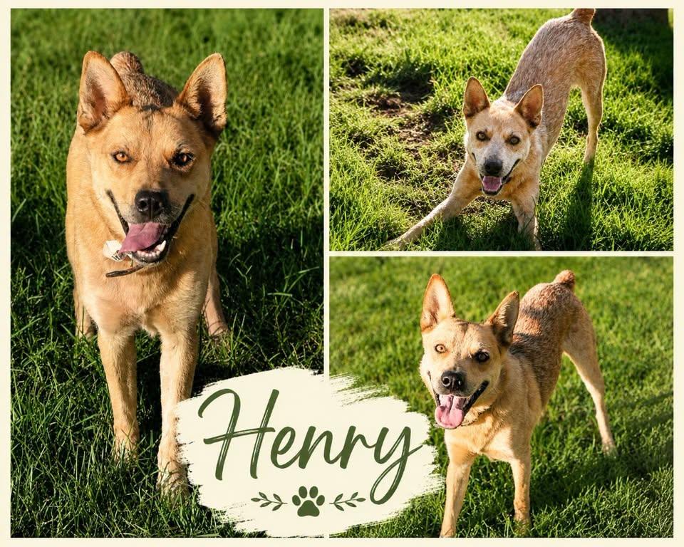 Henry, ADOPTABLE, Adult Male Australian Cattle Dog / Blue Heeler.