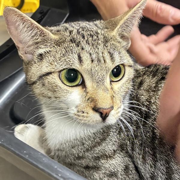 Green (mcas), Adoptable, Adult Female Domestic Short Hair.