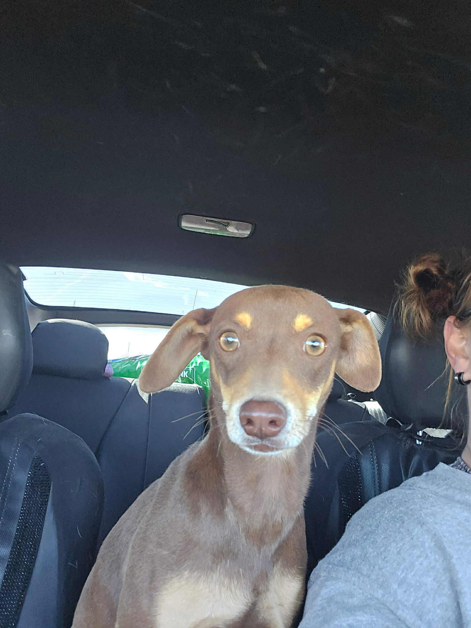 Enlarge Mindy, a ADOPTABLE mixed breed in Uxbridge, MA image 1/1