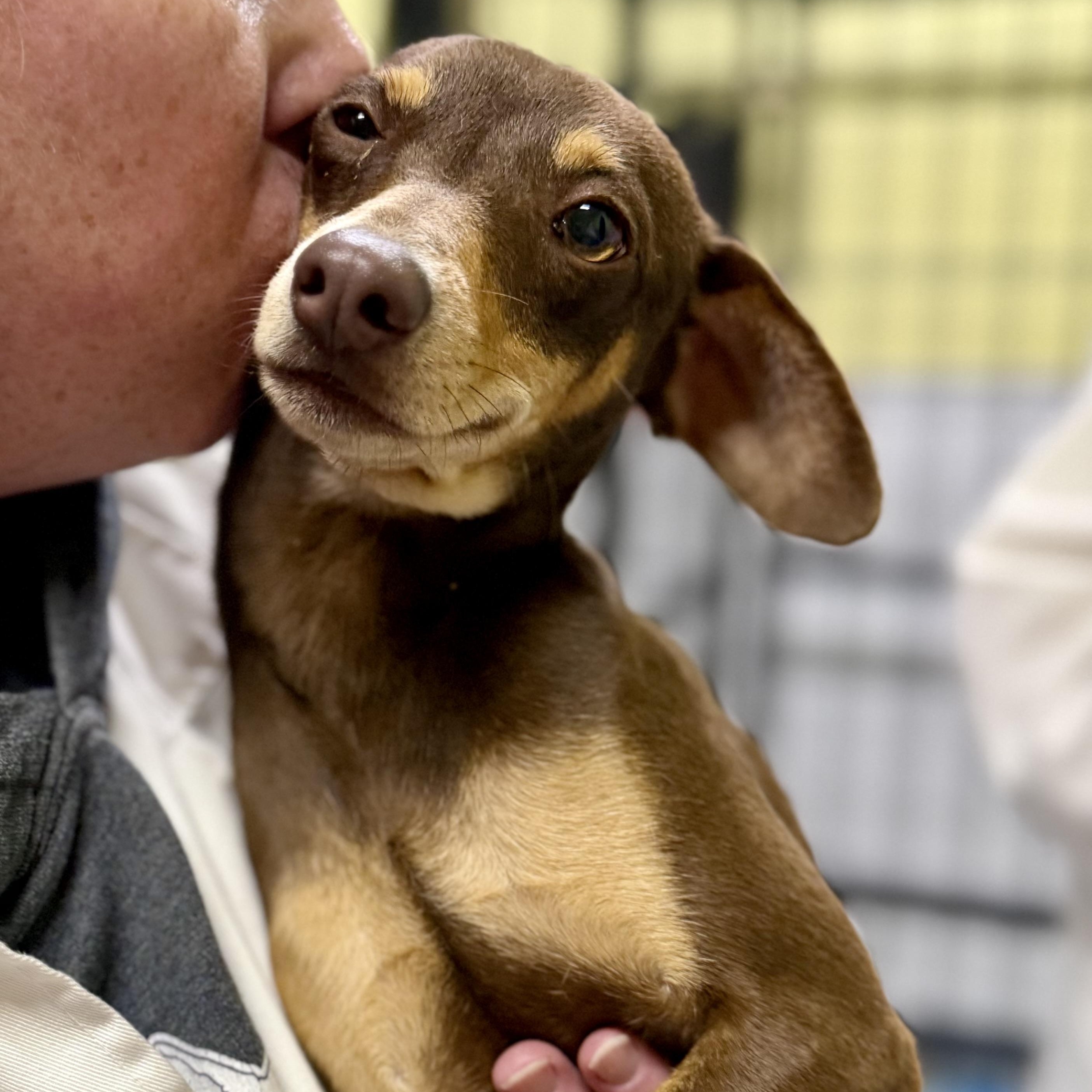 Mindy, ADOPTABLE, Young Female Chihuahua & Whippet.