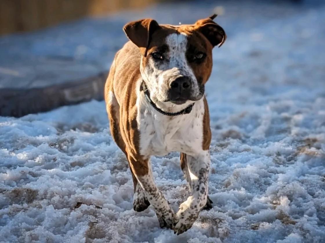 Enlarge Petey, a Adoptable mixed breed in Crested Butte , CO image 1/1