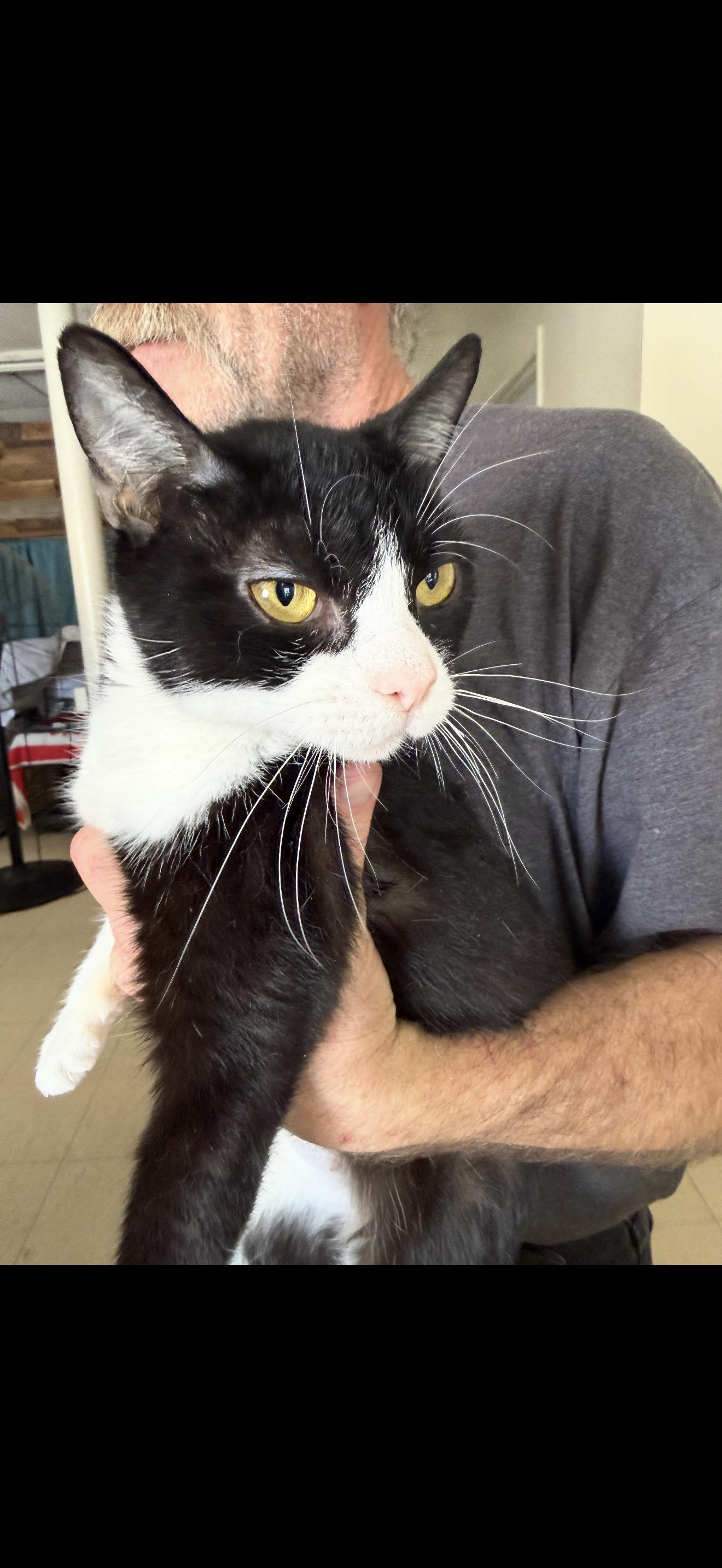 Enlarge Sticky Tongue, a ADOPTABLE Tuxedo in Las Vegas, NV image 1/1