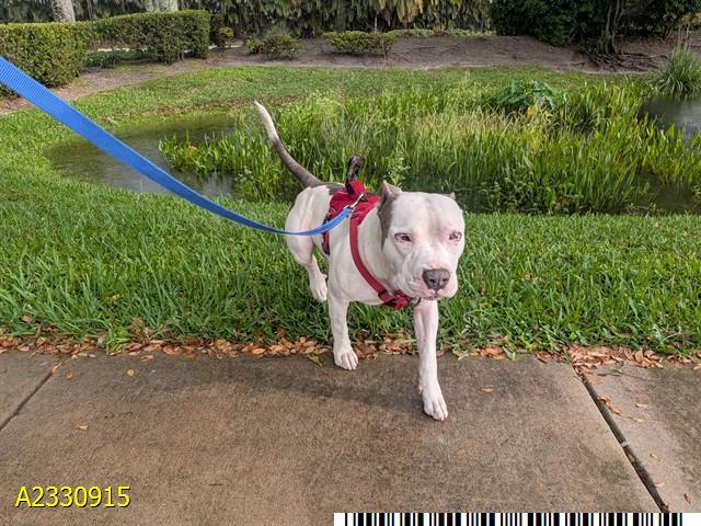 Enlarge BOCELLI, a Adoptable mixed breed in West Palm Beach, FL image 1/1