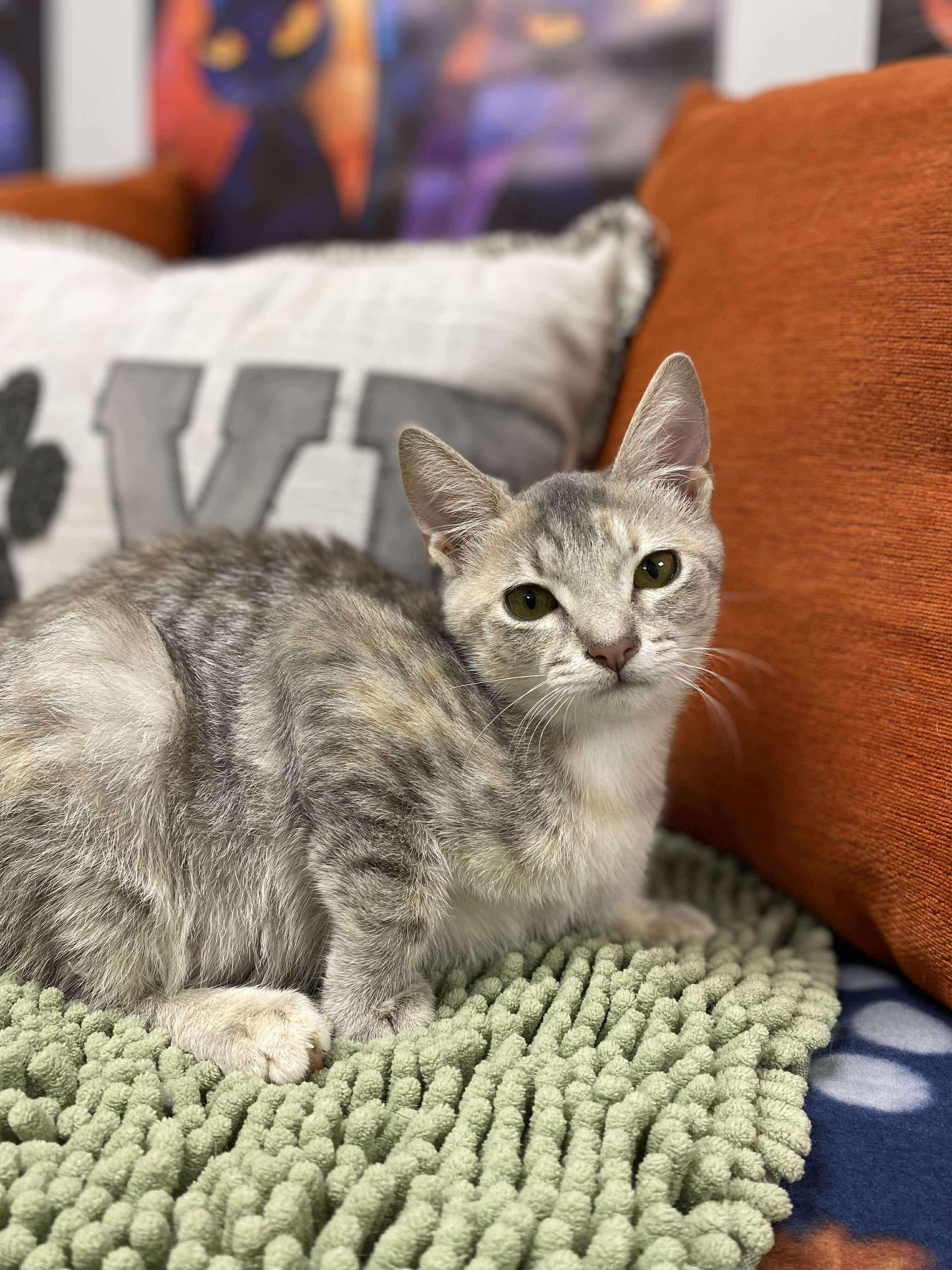 Clorox “Roxie”