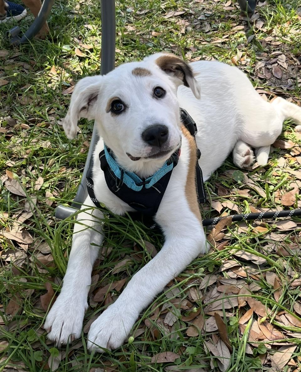 Enlarge Koda, an adopted mixed breed in Pensacola, FL image 1/1