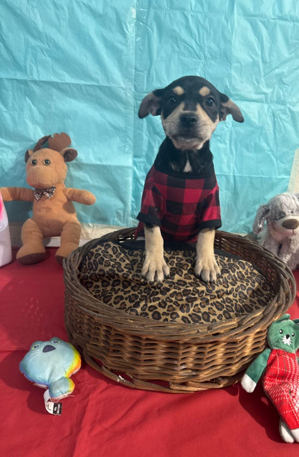 Enlarge Victoria, a ADOPTABLE mixed breed in Encinitas, CA image 3/3