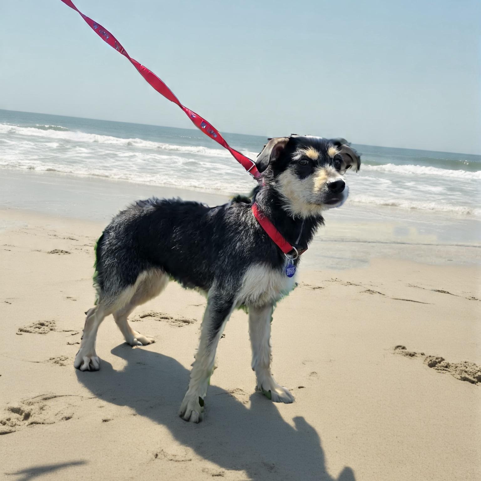 Enlarge Victoria, a ADOPTABLE mixed breed in Encinitas, CA image 2/3