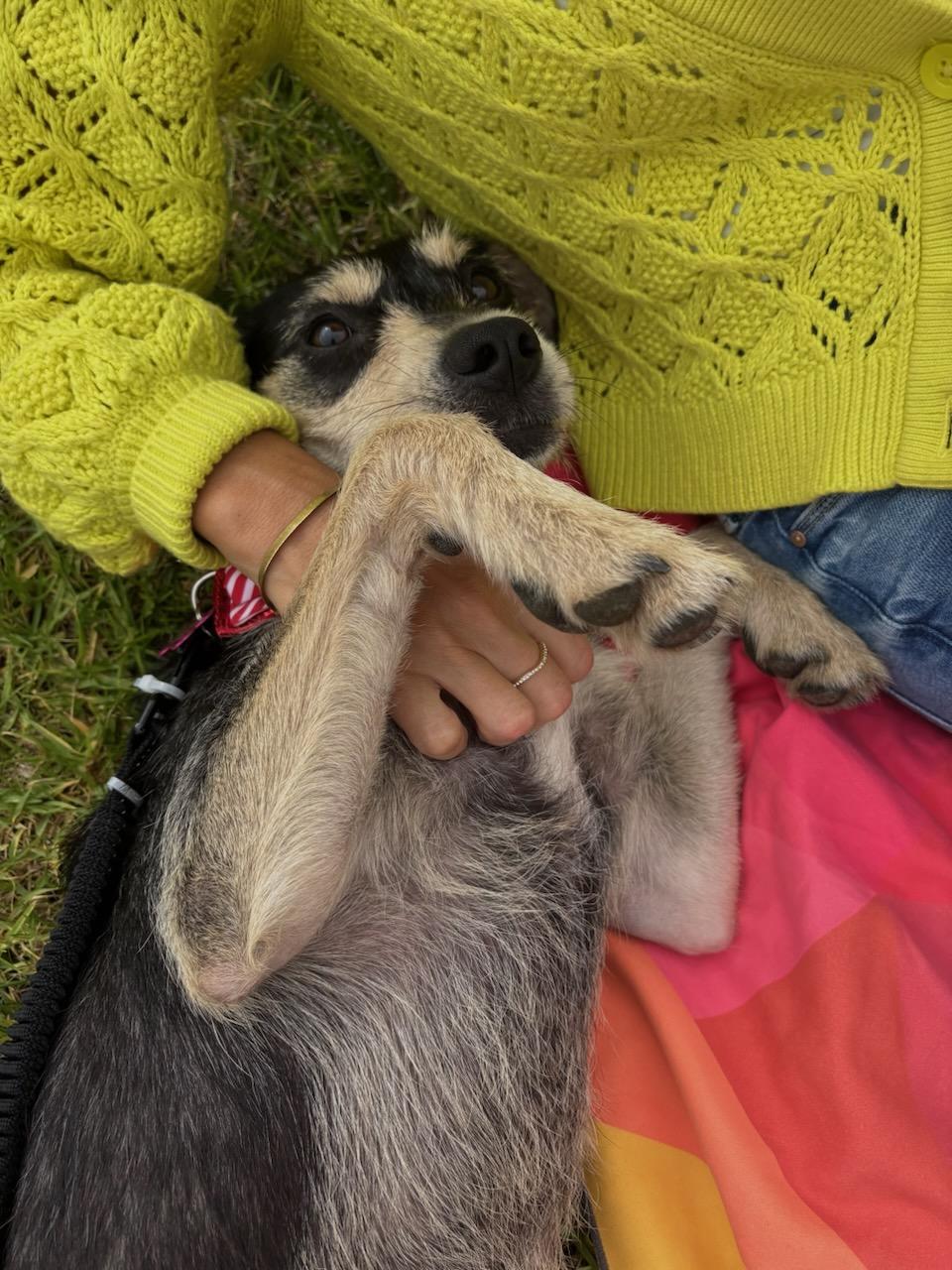 Victoria, a ADOPTABLE mixed breed in Encinitas, CA image 4/6