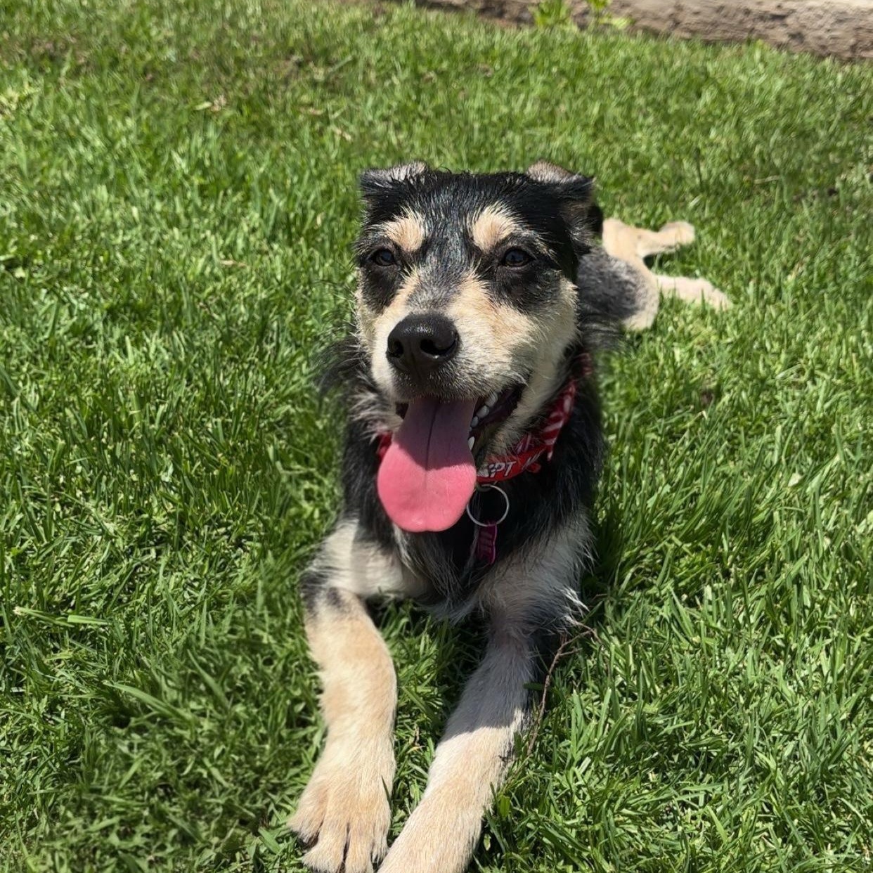 Victoria, ADOPTABLE, Puppy Female Terrier & Hound.