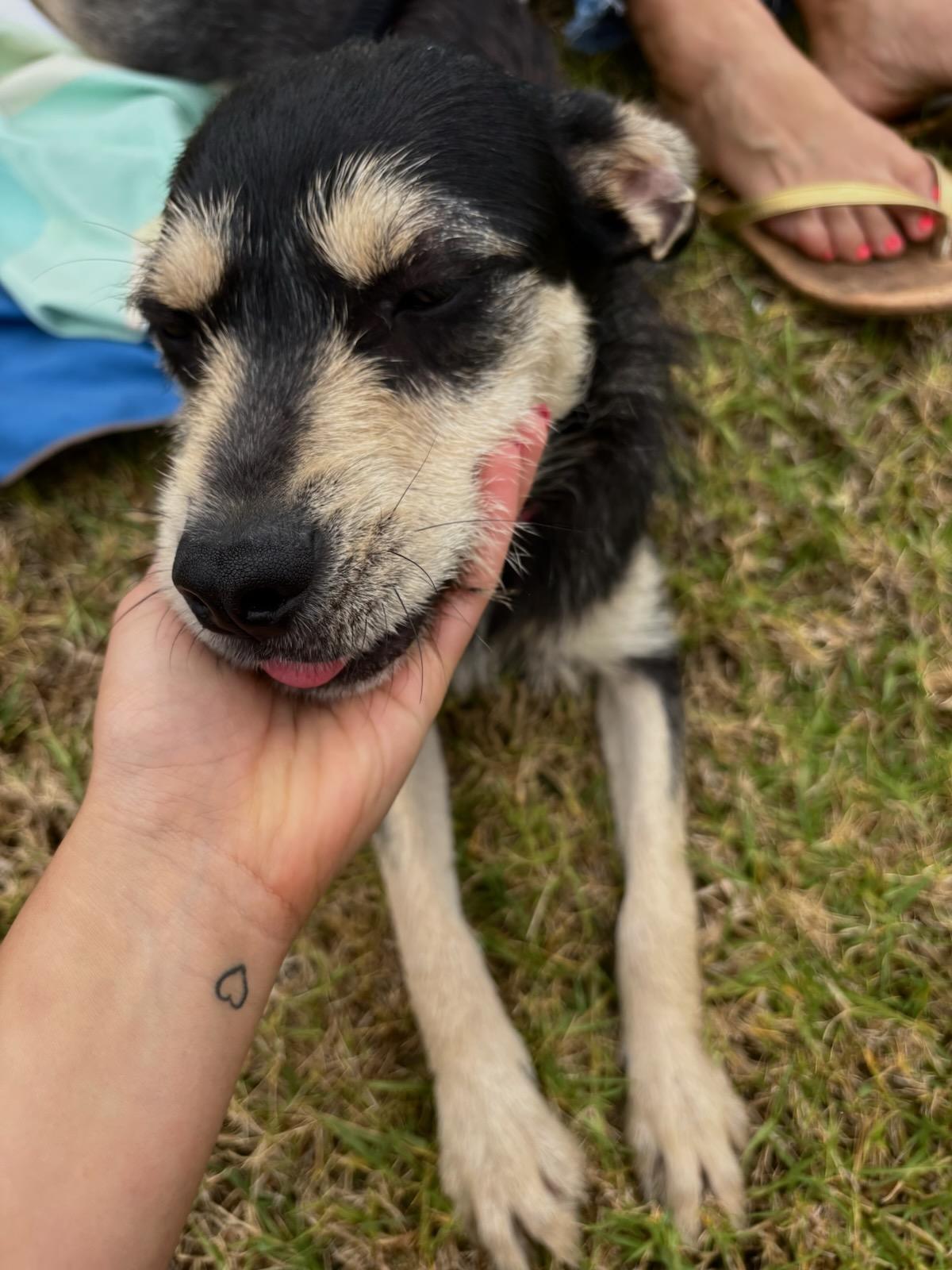 Victoria, a ADOPTABLE mixed breed in Encinitas, CA image 5/6
