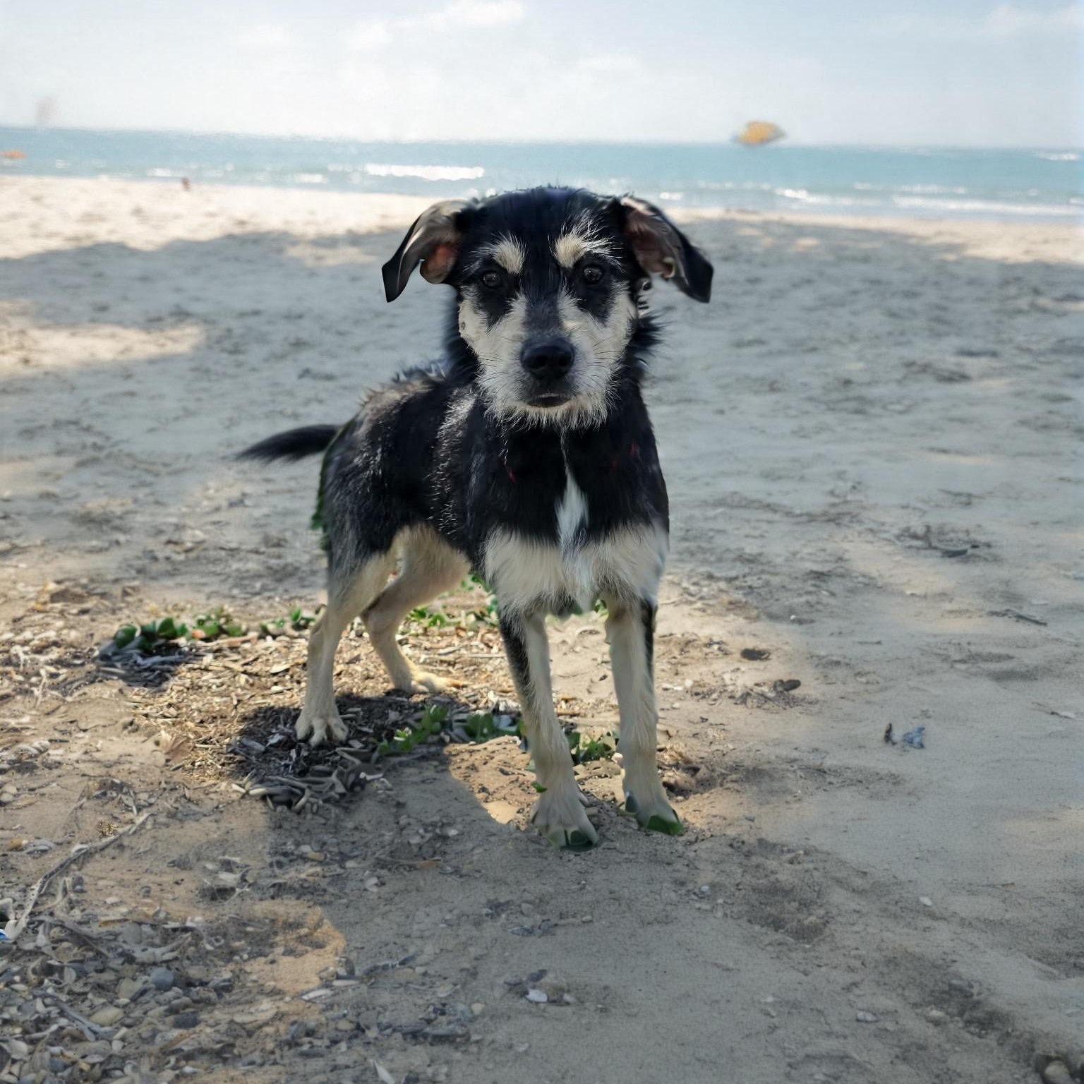 Enlarge Victoria, a ADOPTABLE mixed breed in Encinitas, CA image 1/3