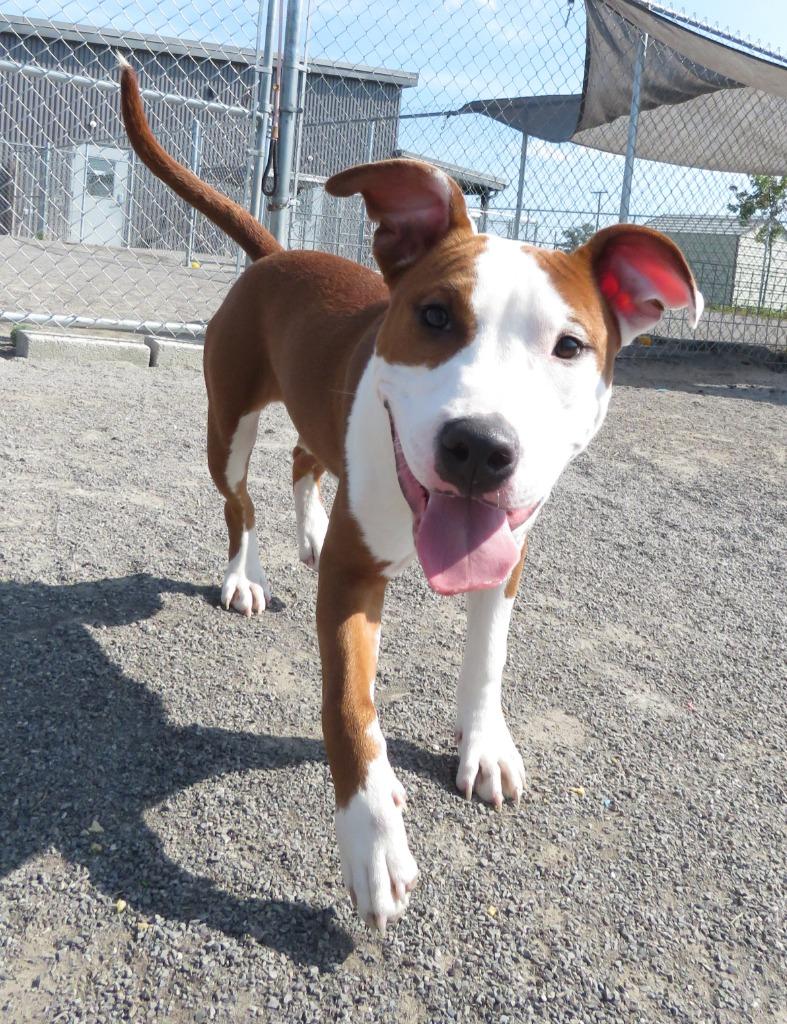 Tweed, Adoptable, Puppy Male Terrier & Bull Terrier.