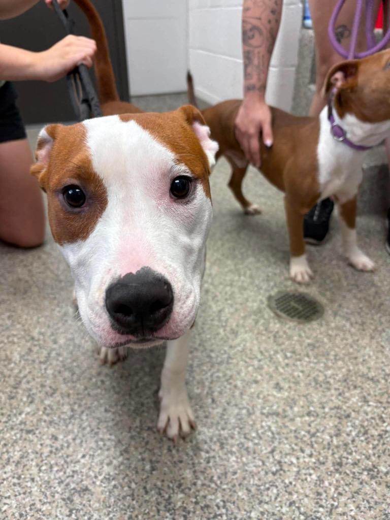 Enlarge Tweed, a Adoptable mixed breed in Van Wert, OH image 2/2