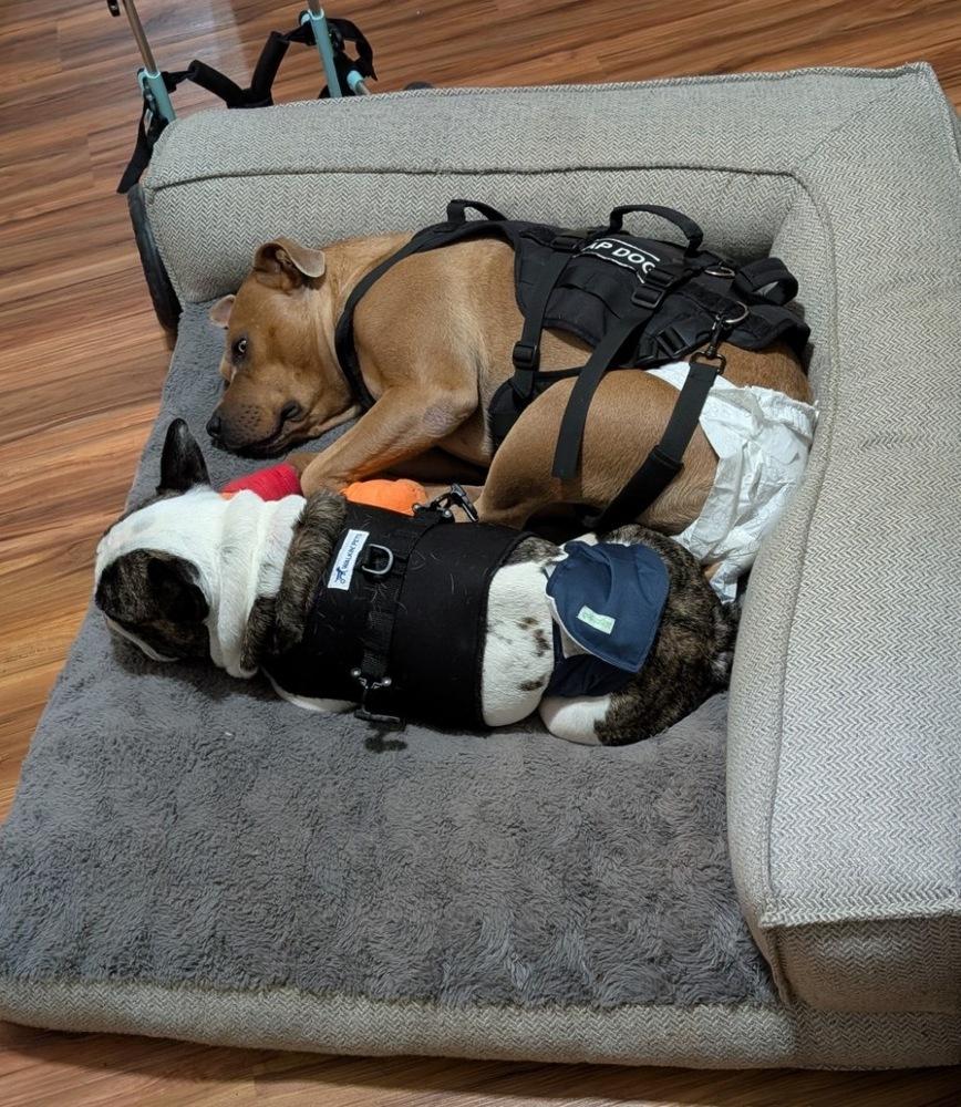 Enlarge Rocky, a Adoptable French Bulldog in Claremont, CA image 1/6