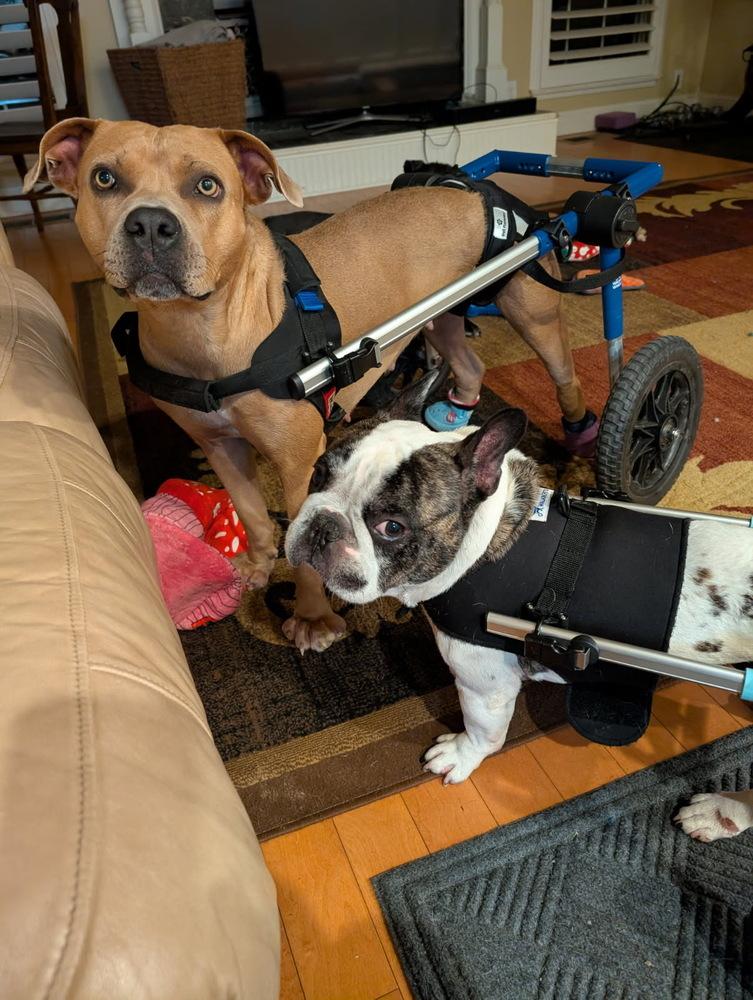 Rocky — thumbnail 2