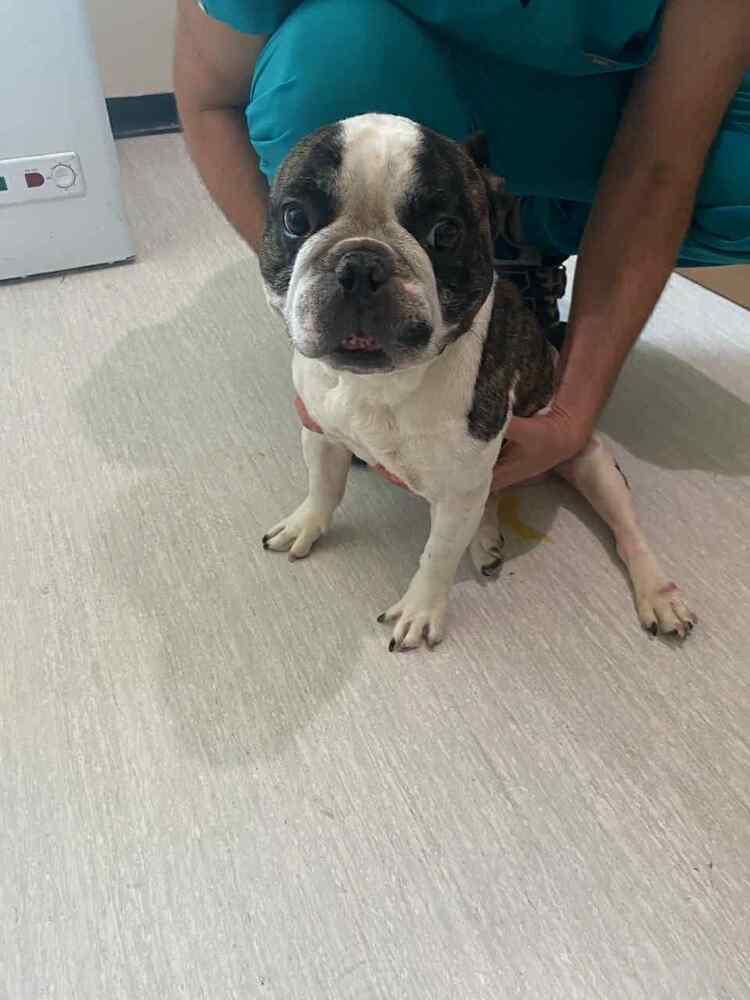 Enlarge Rocky, a Adoptable French Bulldog in Claremont, CA image 3/6