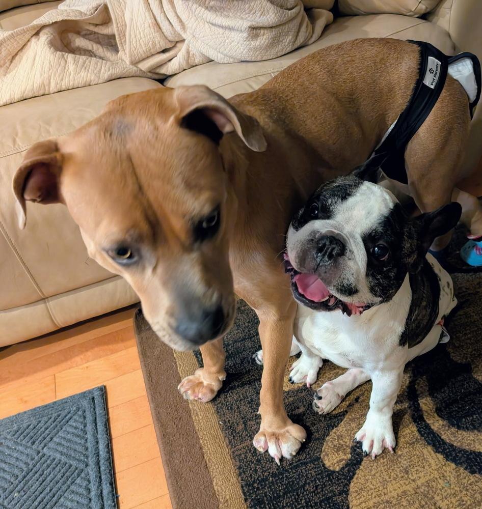 Rocky — thumbnail 4