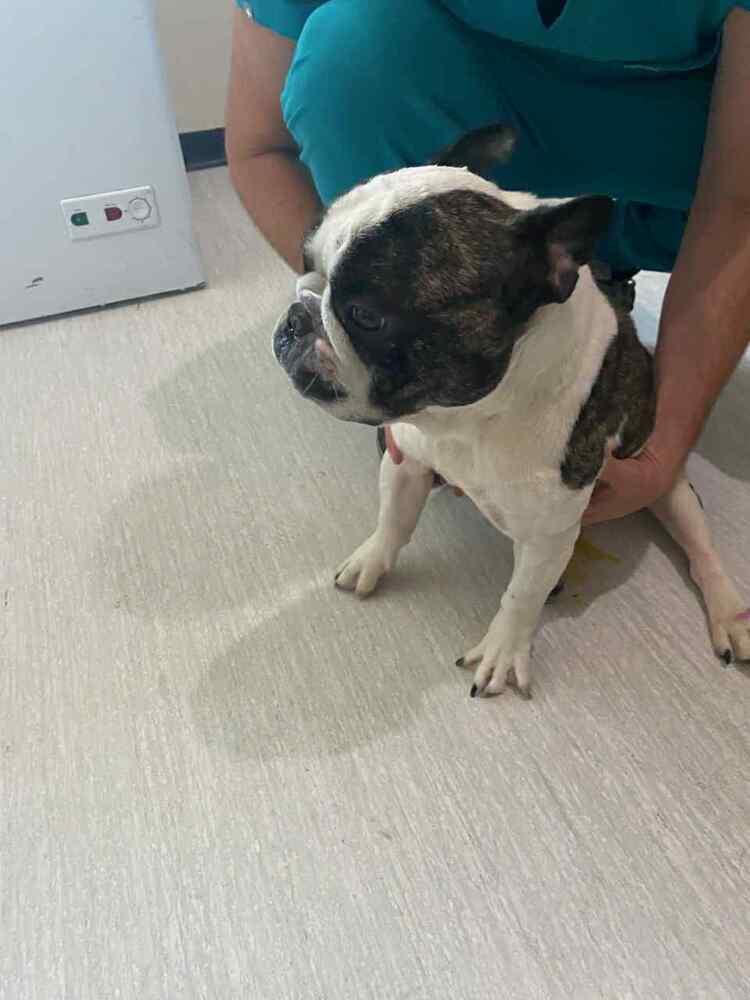 Enlarge Rocky, a Adoptable French Bulldog in Claremont, CA image 5/6