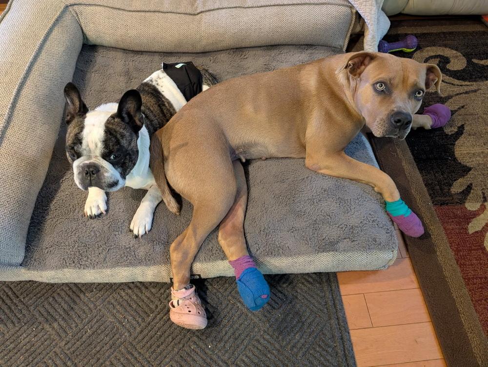 Rocky — thumbnail 6