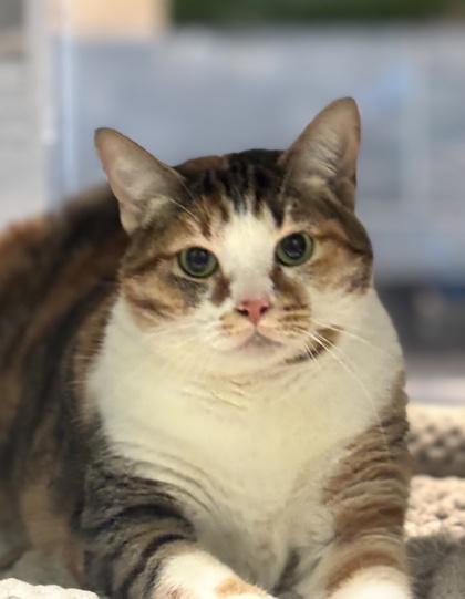 Willamina, Adoptable, Adult Female Domestic Short Hair & Domestic Short Hair.