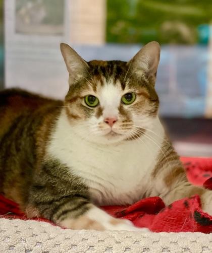 Enlarge Willamina, a Adoptable mixed breed in Fort Worth, TX image 2/3