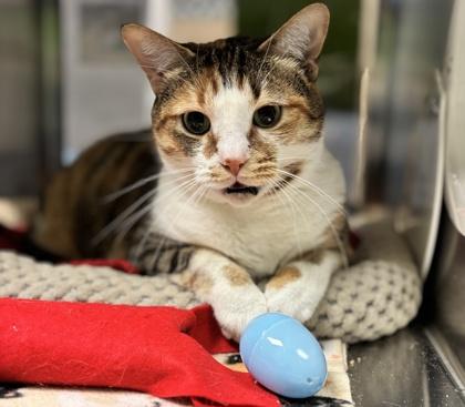 Enlarge Willamina, a Adoptable mixed breed in Fort Worth, TX image 3/3