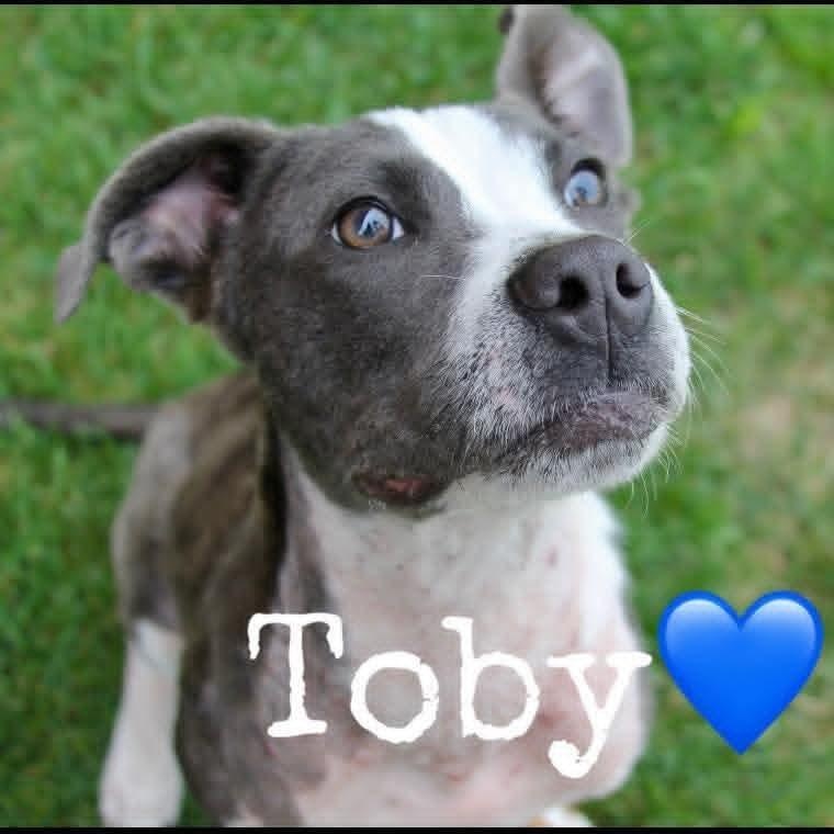 Toby 6