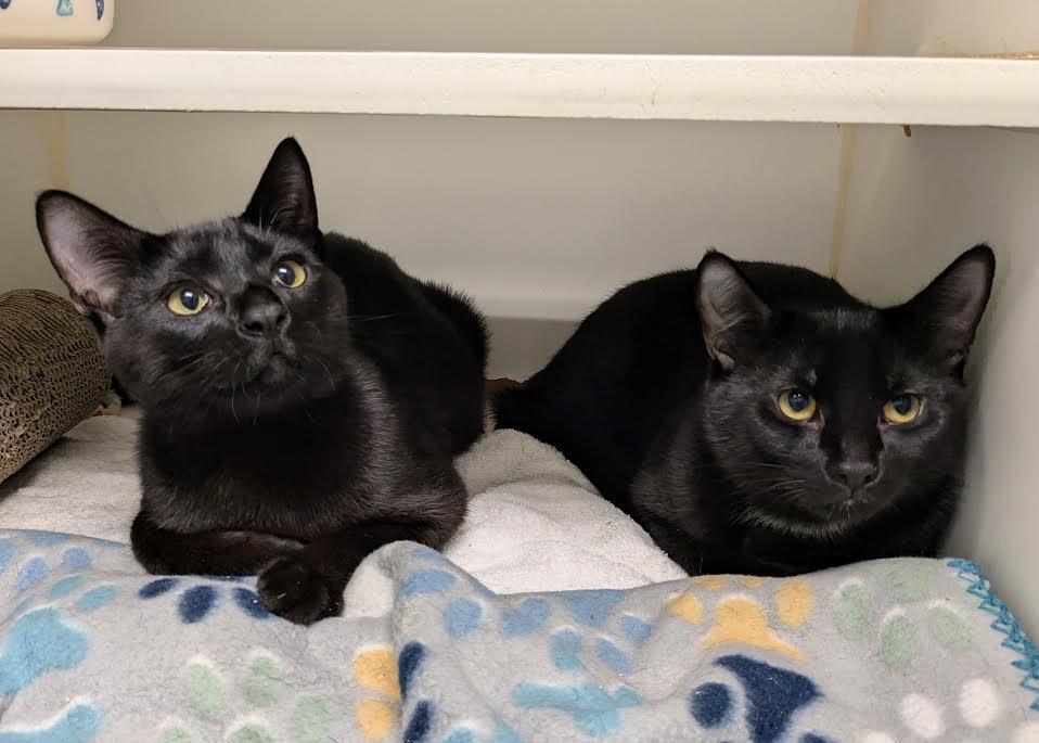 Twister, Adoptable, Young Male Domestic Short Hair.