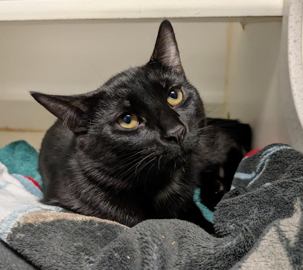 Twister, a Adoptable mixed breed in Bellingham, WA image 1/2