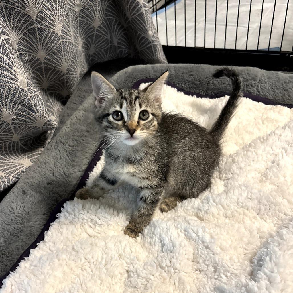 Enlarge Serena, a Adoptable Domestic Short Hair in Fort Worth, TX image 1/3