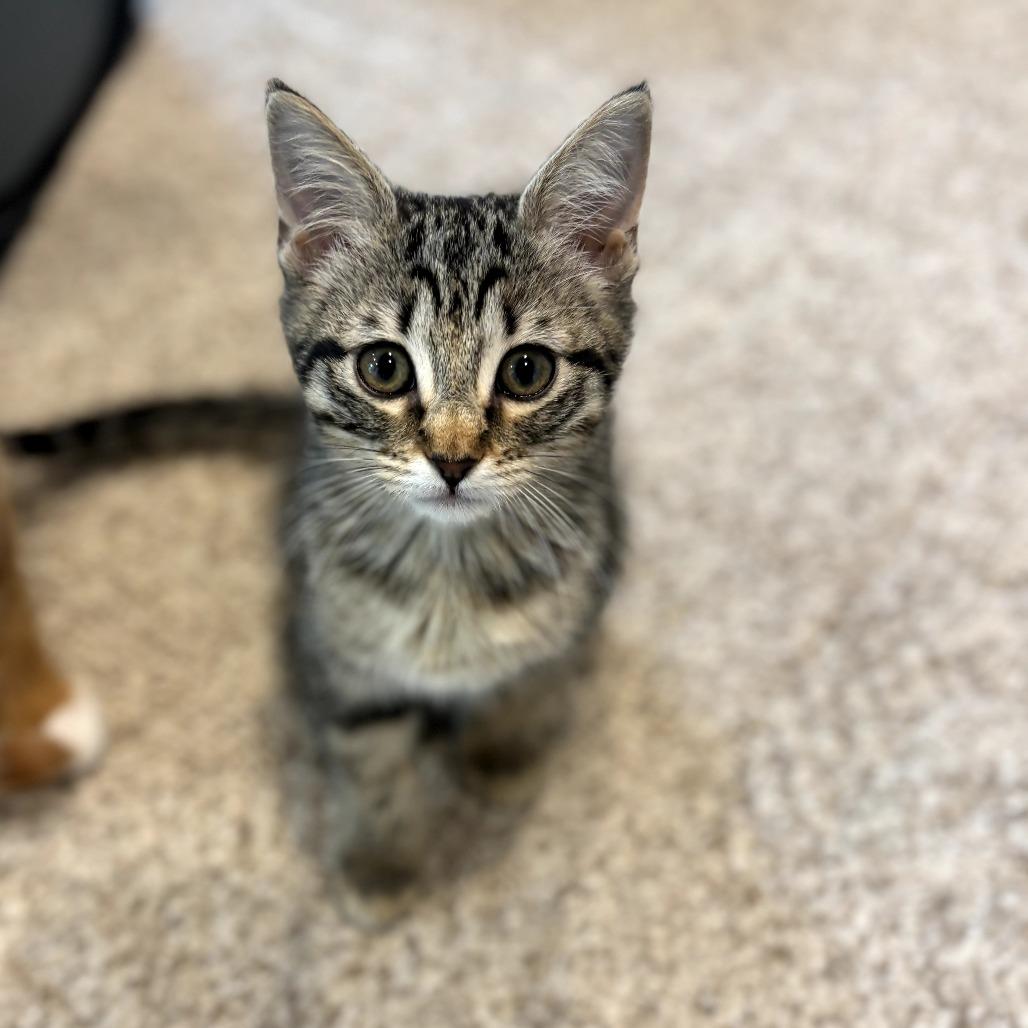 Serena, a Adoptable Domestic Short Hair in Fort Worth, TX image 2/5