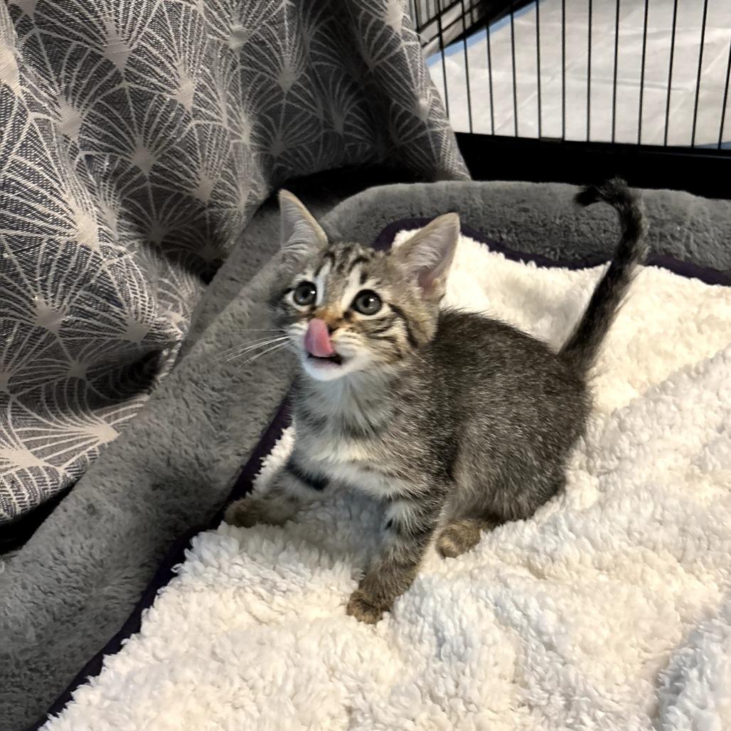 Enlarge Serena, a Adoptable Domestic Short Hair in Fort Worth, TX image 2/3